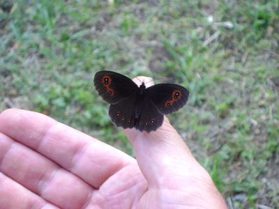 Charaxes jasius, farfalla senza paura ma non senza macchia!